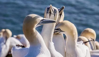 九游登录入口-VALORANT 战队新人表现超预期，valorant比赛规则