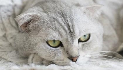 九游app下载中心-马赛客场逆转里尔，豪取三分稳定积分榜排名，法甲马赛对里尔